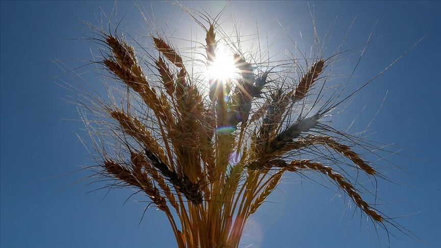 D vitamini nedir, nasıl alınır?