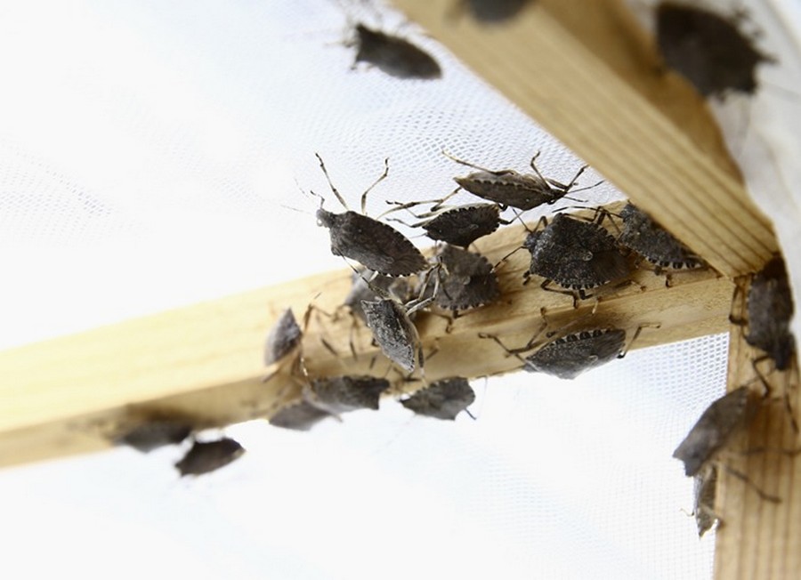 Kokarca Böceği Zararları ve Mücadele Yöntemleri