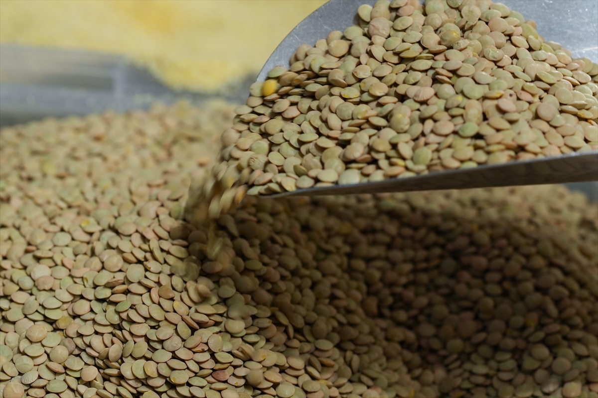 Yağışlar hububata olumlu yansıdı