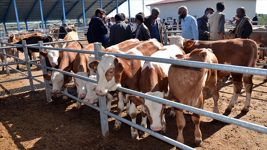 Kurbanlık seçiminde ve kesiminde nelere dikkat edilmeli?