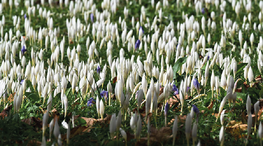 Trabzon un yüksek kesimlerini "vargit" çiçekleri süsledi