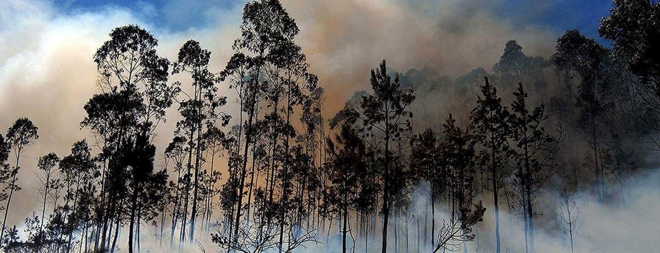 Avrupa'da 750 bin hektarlık ormanlık alan yandı