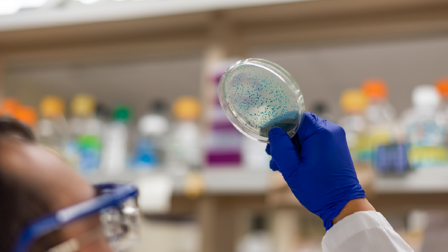 Yapay tatlandırıcılar, mikroorganizmaları da etkiledi