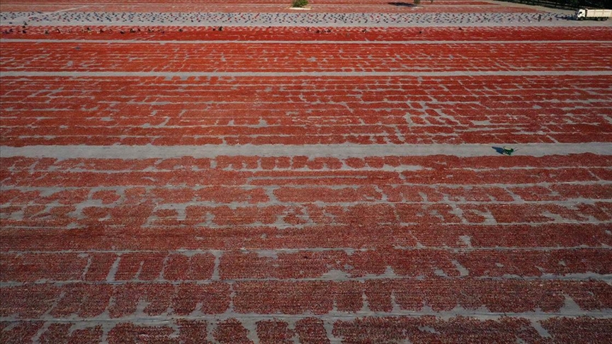 Kurutulmuş domatesler 93 ülkeye gönderiliyor