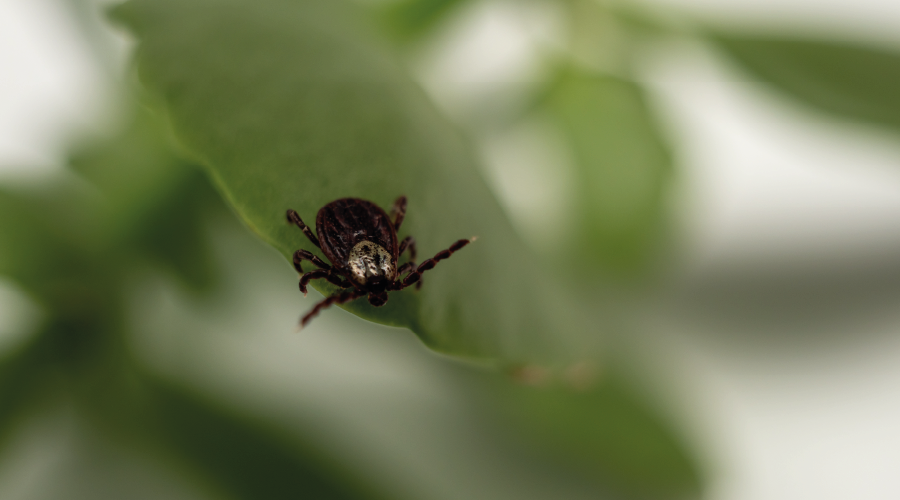 Türkiye'de yeni kene türü tespit edildi