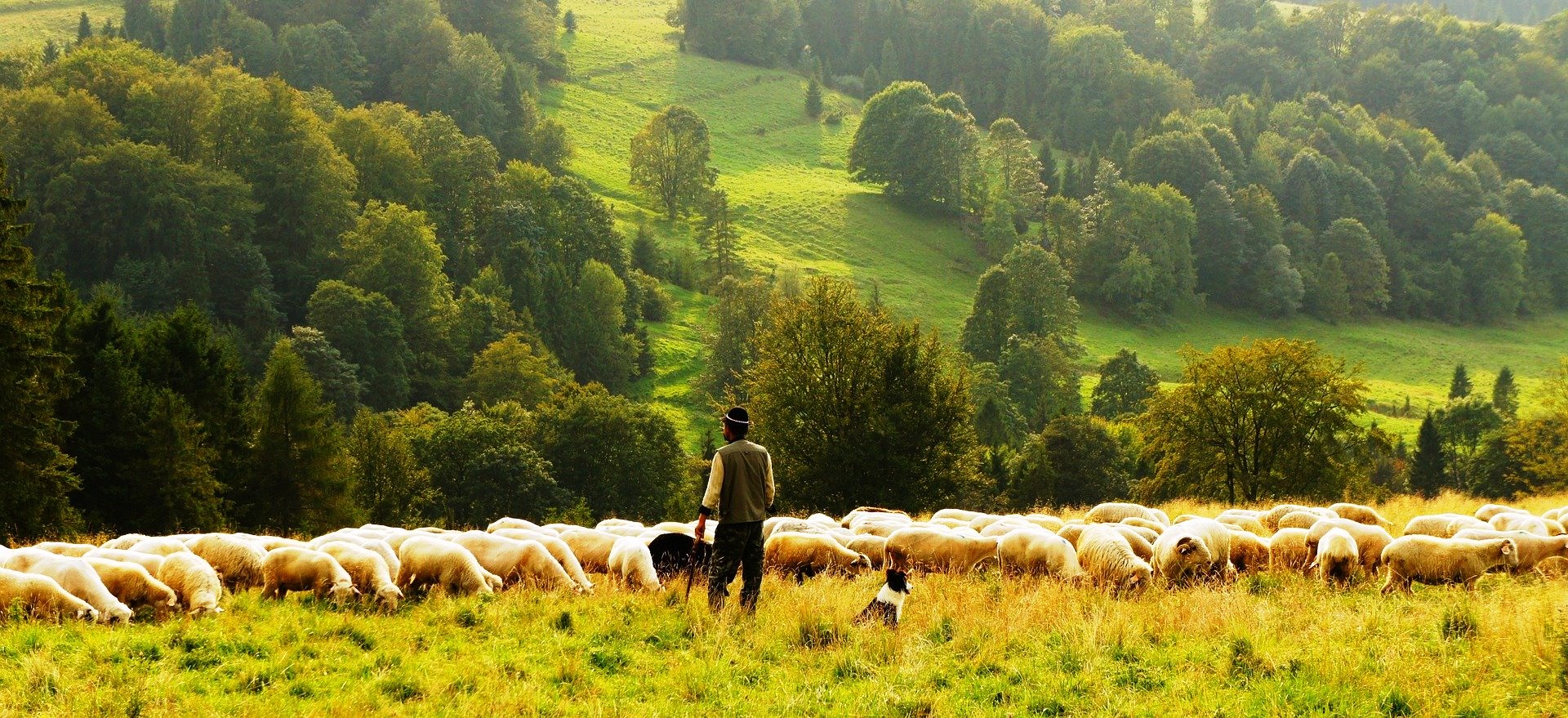 Kurban Bayramı ne zaman? Niçin kurban kesiliyor?