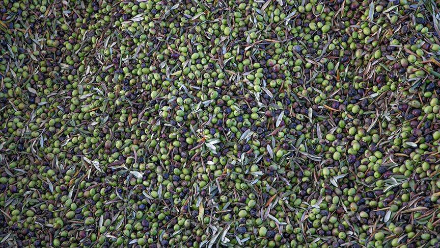 Türkiye sofralık zeytin üretiminde zirveye yerleşti