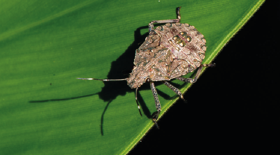 Karadeniz’de kahverengi kokarca istilası
