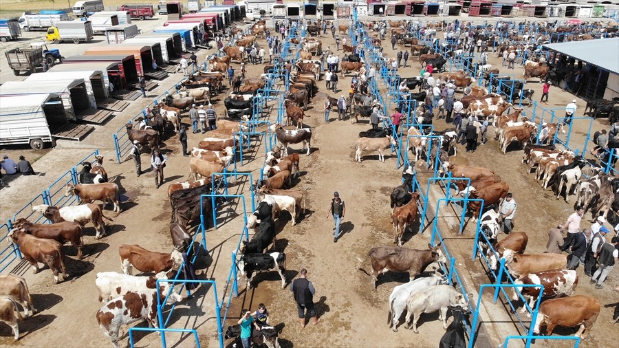 Kurban pazarlarında hareketlilik başladı