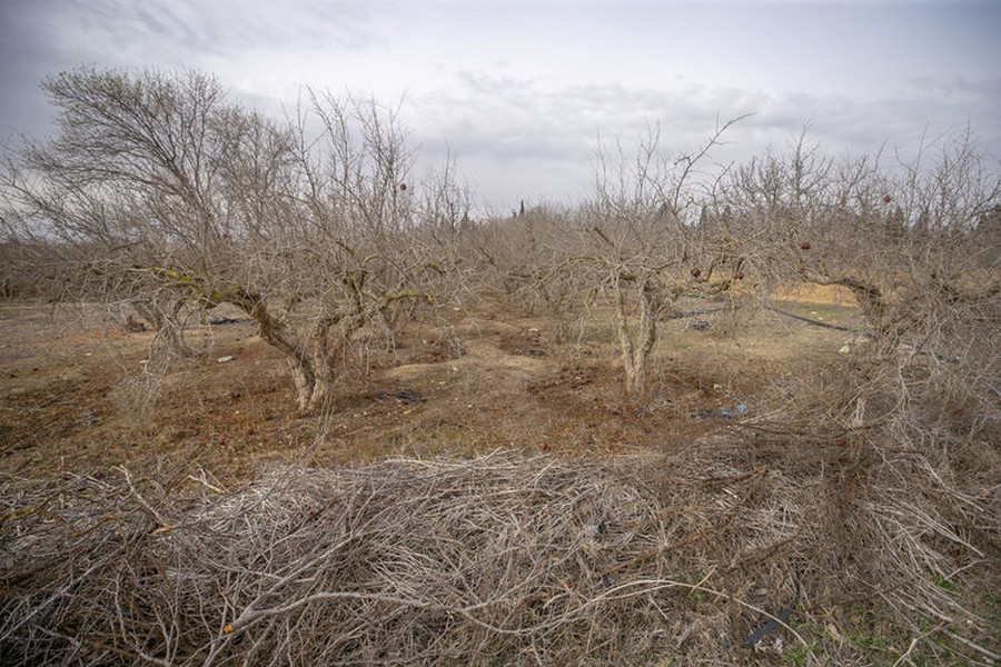 Tunus'ta kuraklık tarımı etkiliyor