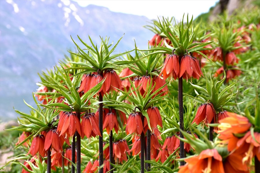 Ters laleler açtı, koparmanın cezası var!