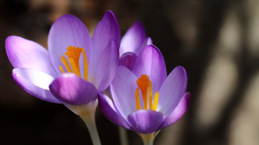 Anadolu nun çiğdem merasimleri