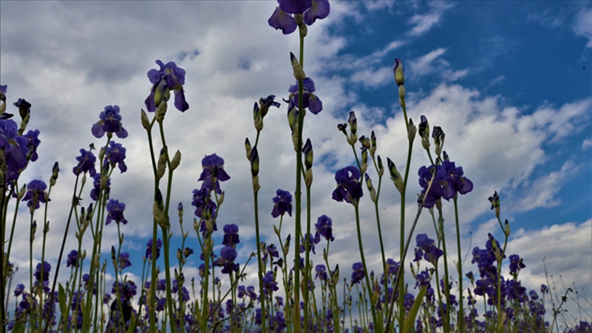 Bu çiçekler ihraç edilemeyecek