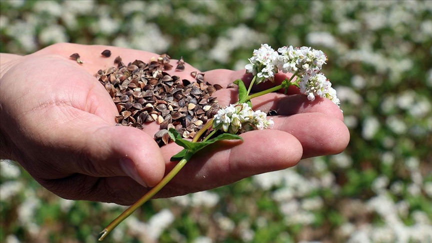 Kastamonu da karabuğday toprakla buluştu