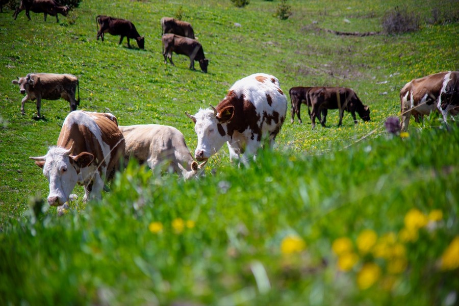 Kurban İbadetinde özen ve dikkat