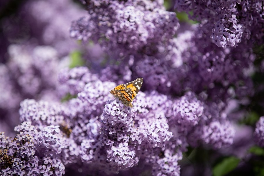 Sevinç ve mutluluk günleri bayramlar
