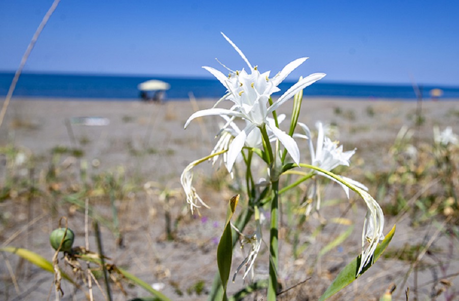 Kum zambaklarının sayıları arttı