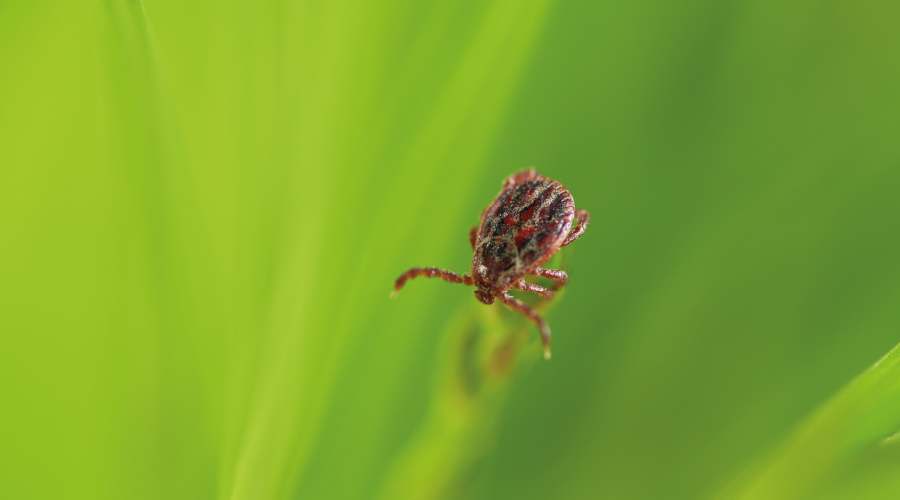 Kırım Kongo Kanamalı Ateşi'ne yakalananların en az yüzde 95'i sağlığına kavuşuyor