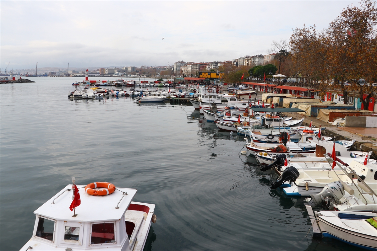 Denizlerdeki balık türlerinde alarm veren azalma