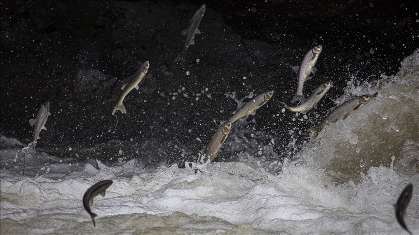 90 bin kişi, inci kefalinin göçüne tanıklık etti
