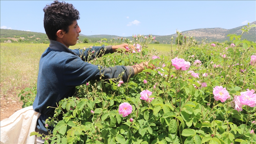 Isparta'da bereketli gül mevsimi