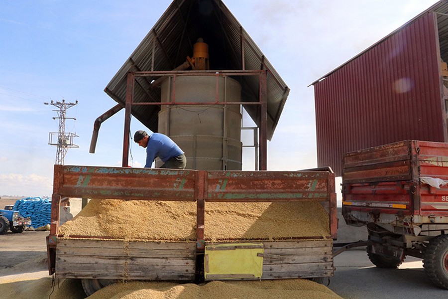 Edirne'deki çiftçiler çeltik kurutma mesaisinde