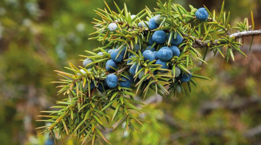 Toroslar dan sofralara uzanan lezzet "andız pekmezi"