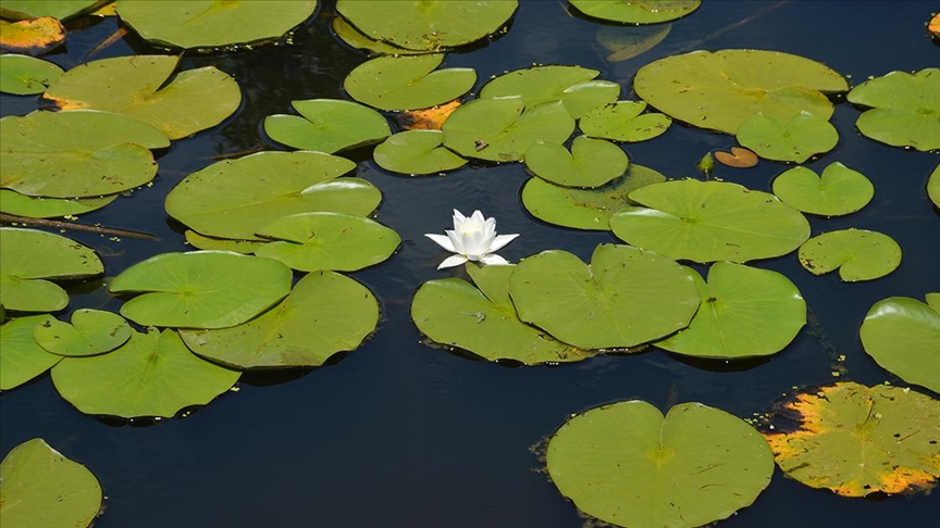 Acarlar Longozu, Türkiye nin en büyük subasar ormanı  