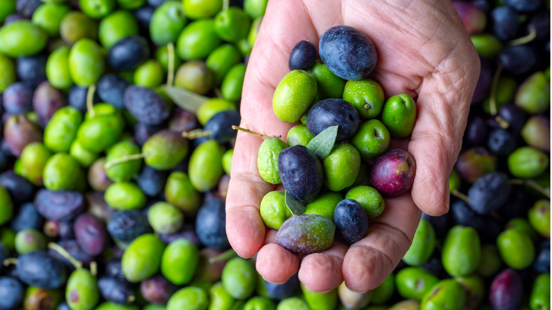 Zeytinde bolluk yılı