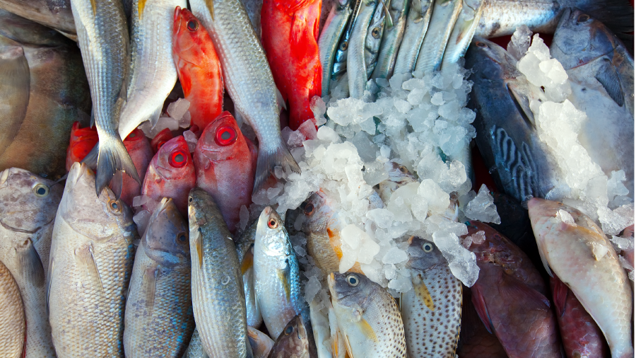Kasım ayında denizden sofralara: Kasım ayında hangi balıklar yenir?