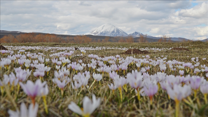 Ağrı'da kar çiçekleri açtı