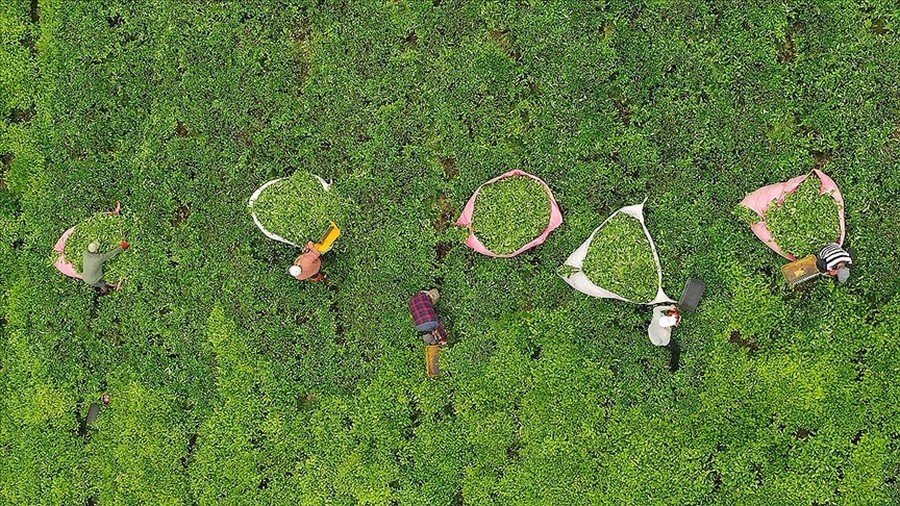 Trabzon da ilk sürgün çay hasadı başladı